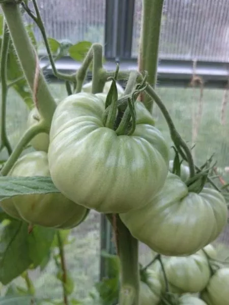 abrikosovyy-brendivayn-4-172195