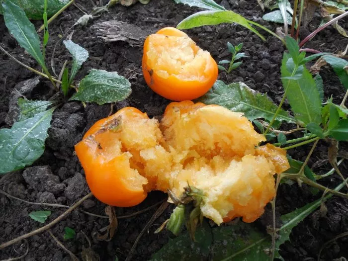 abrikosovyy-brendivayn-7-172195