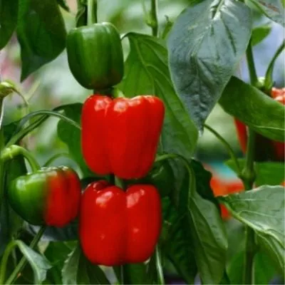 admiral-ushakov-4-185509