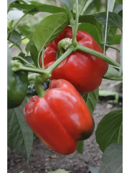 admiral-ushakov-main-185509