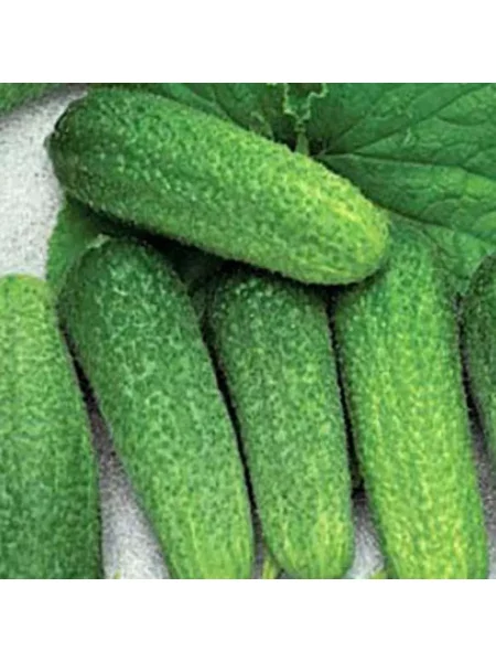 agrostart-main-200599