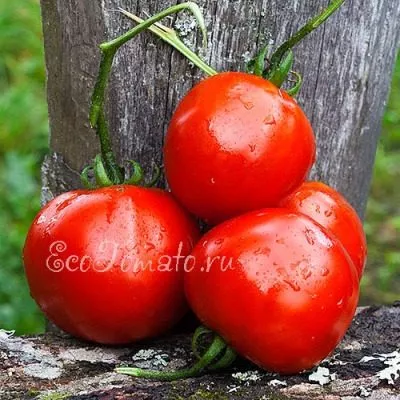 akademik-saharov-10-176547