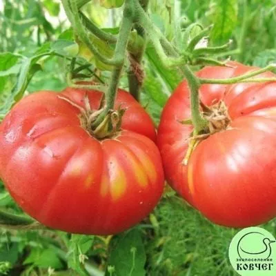 akademik-saharov-11-176547