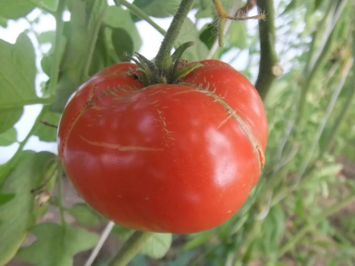 akademik-saharov-3-176547