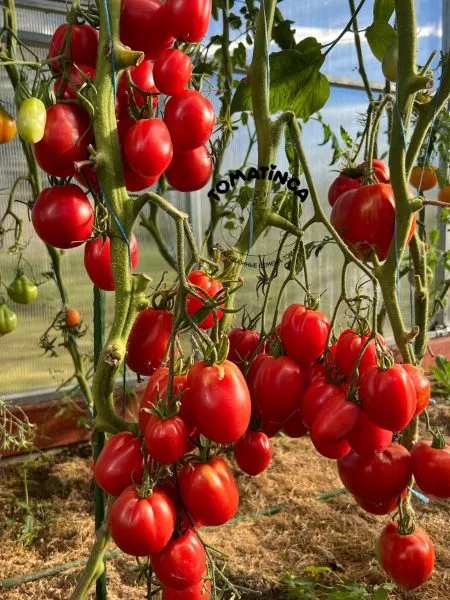 almatinskiy-tyulpan-krasnyy-1-170710