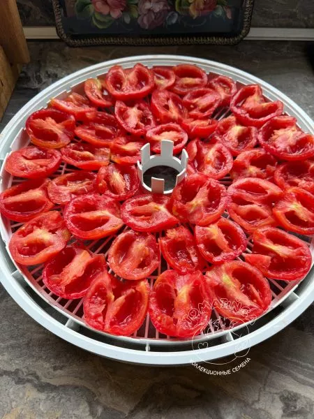 almatinskiy-tyulpan-krasnyy-11-170710