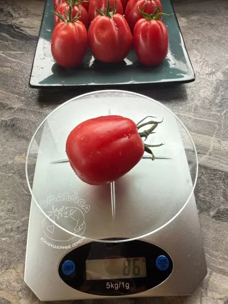 almatinskiy-tyulpan-krasnyy-12-170710