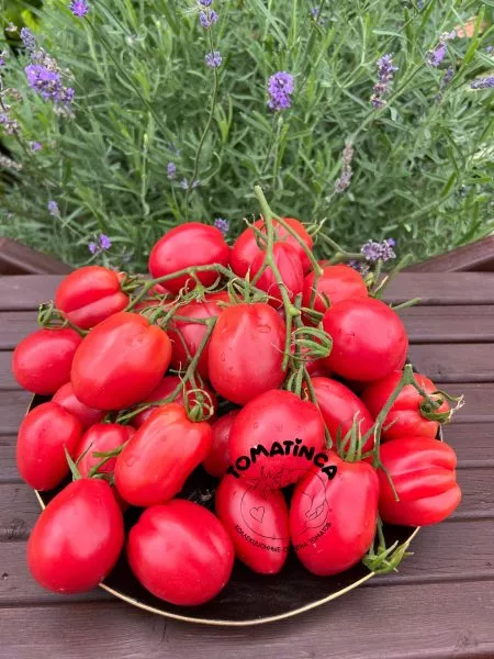 almatinskiy-tyulpan-krasnyy-4-170710