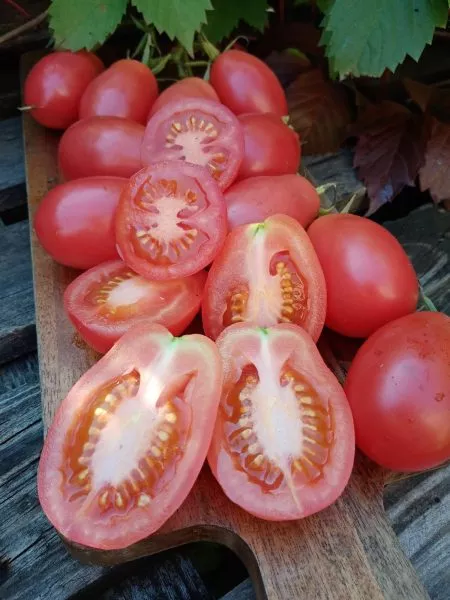 almatinskiy-tyulpan-krasnyy-5-170710