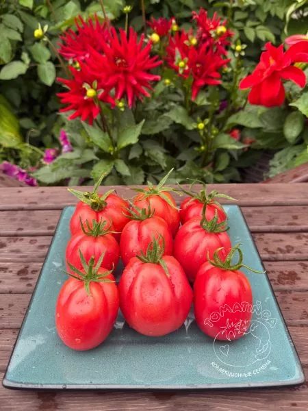 almatinskiy-tyulpan-krasnyy-8-170710