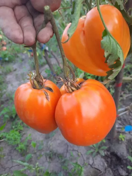 almatinskoe-serdtse-oranzhevoe-1-175716