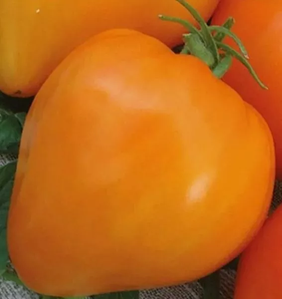 almatinskoe-serdtse-oranzhevoe-12-175716