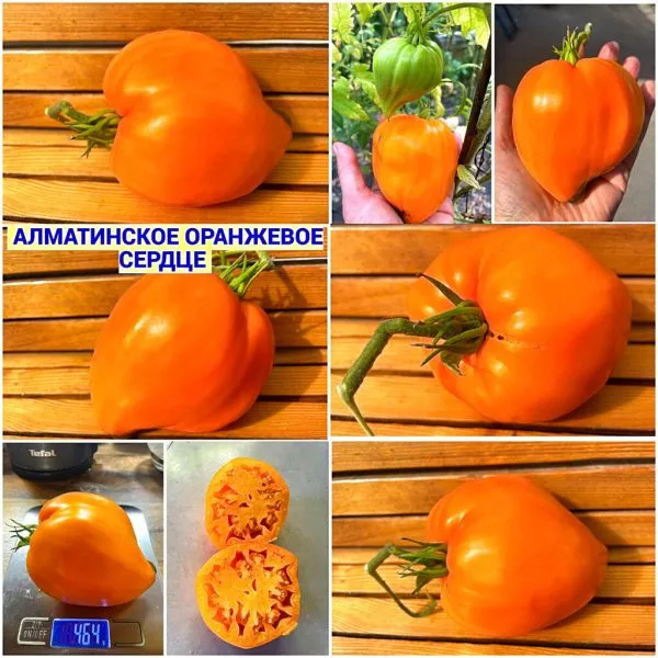 almatinskoe-serdtse-oranzhevoe-4-175716