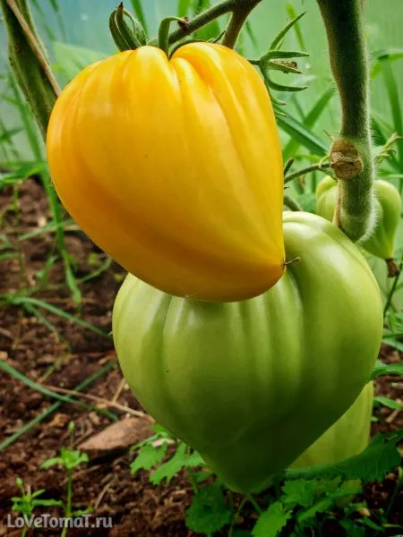 almatinskoe-serdtse-oranzhevoe-5-175716