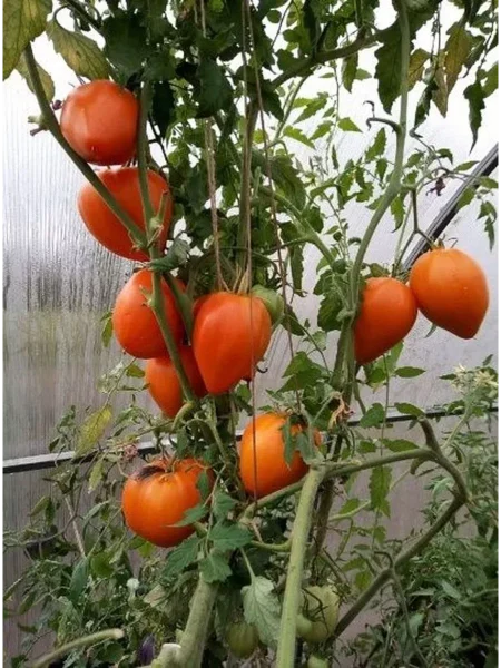 almatinskoe-serdtse-oranzhevoe-6-175716