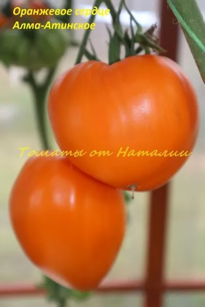 almatinskoe-serdtse-oranzhevoe-7-175716