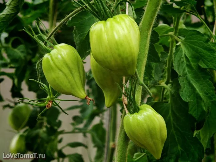 almatinskoe-serdtse-oranzhevoe-8-175716