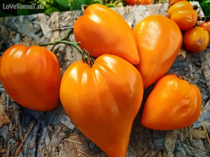 almatinskoe-serdtse-oranzhevoe-main-175716