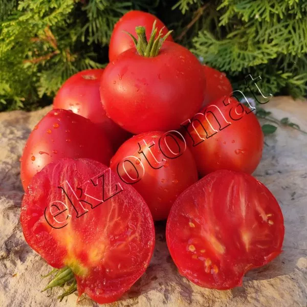 aloe-serdtse-skarlet-1-174862