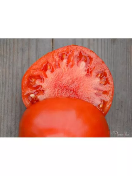 aloe-serdtse-skarlet-10-174862