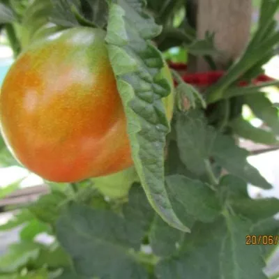 aloe-serdtse-skarlet-11-174862