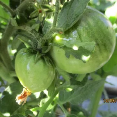 aloe-serdtse-skarlet-12-174862