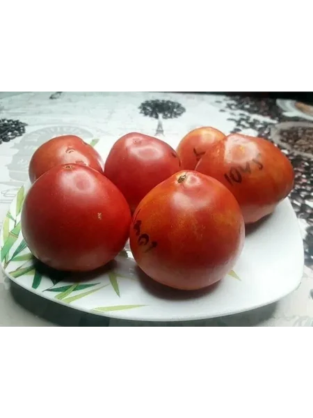 aloe-serdtse-skarlet-3-174862