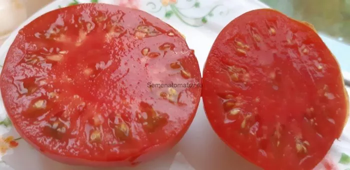 aloe-serdtse-skarlet-4-174862