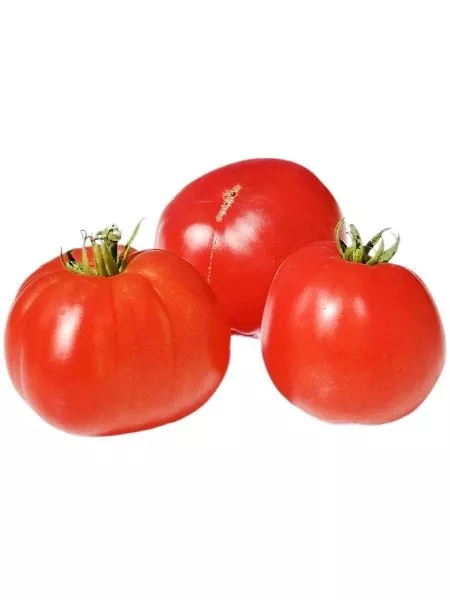 aloe-serdtse-skarlet-5-174862