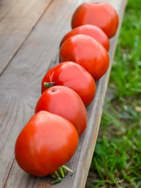 aloe-serdtse-skarlet-7-174862