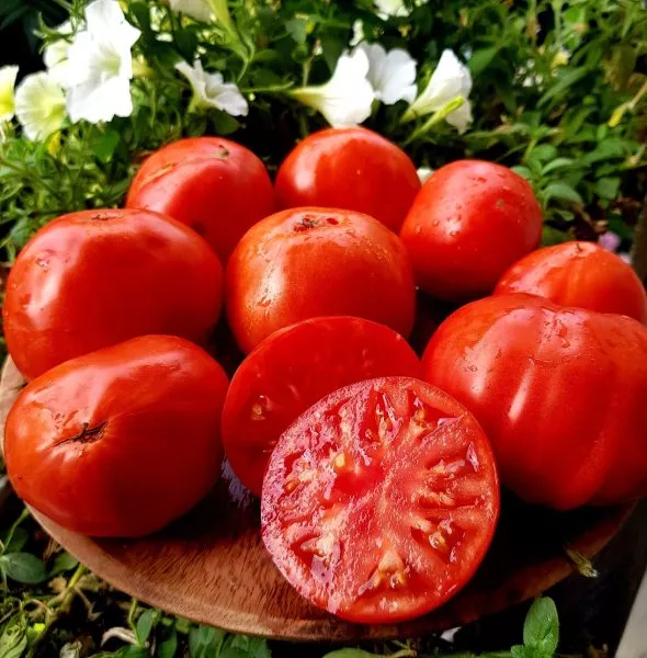 aloe-serdtse-skarlet-9-174862