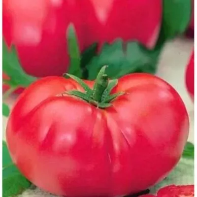 altayskaya-zarya-2-176876