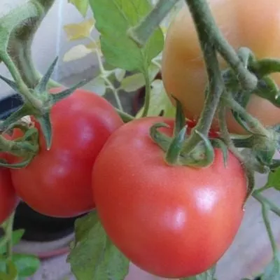 altayskaya-zarya-3-176876