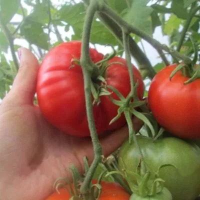 altayskaya-zarya-main-176876