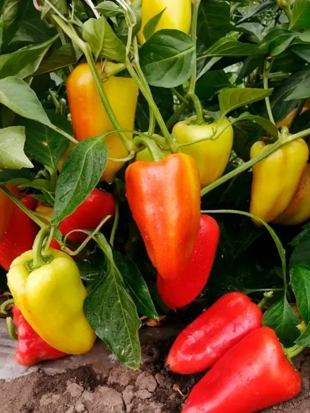 altayskiy-plodovityy-main-183268