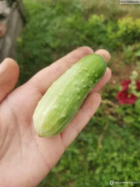 altayskiy-ranniy-166-4-199843