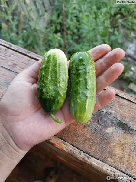 altayskiy-ranniy-166-5-199843