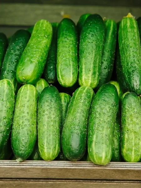 altayskiy-ranniy-166-6-199843