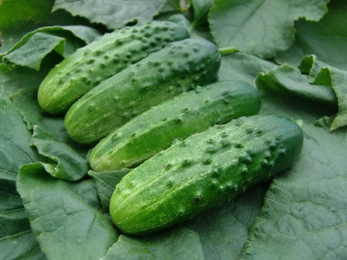 altayskiy-ranniy-166-main-199843