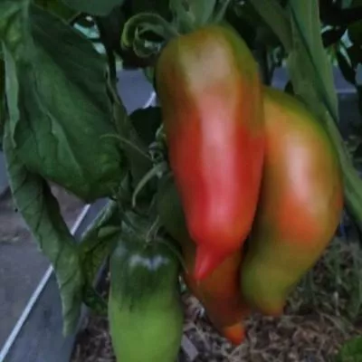 amerikanskiy-dlinnyy-10-176075