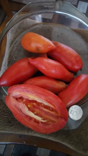 amerikanskiy-dlinnyy-2-176075