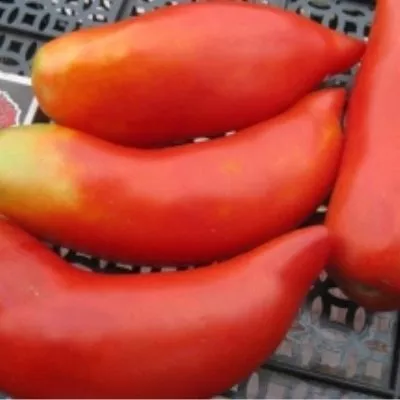 amerikanskiy-dlinnyy-8-176075