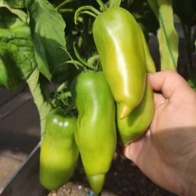 amerikanskiy-dlinnyy-9-176075