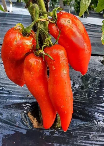 amerikanskiy-dlinnyy-main-176075