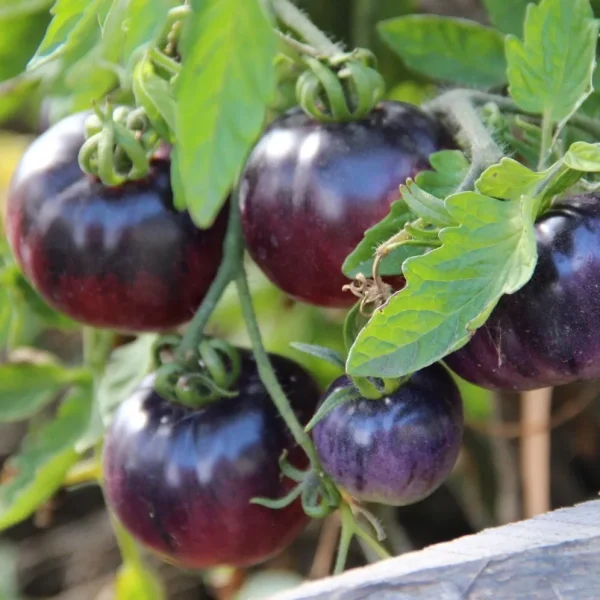 ametistovaya-yagoda-3-176092