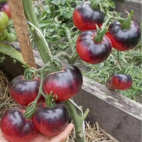 ametistovaya-yagoda-4-176092