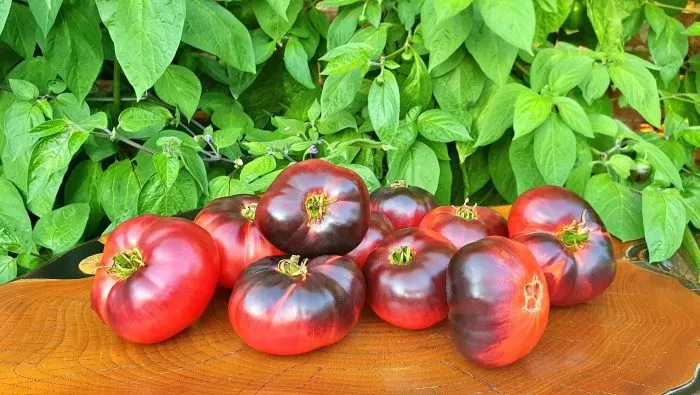 ametistovaya-yagoda-5-176092