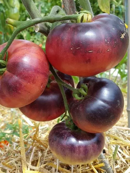 ametistovaya-yagoda-7-176092