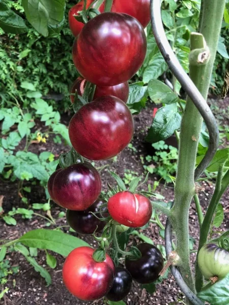 ametistovaya-yagoda-8-176092