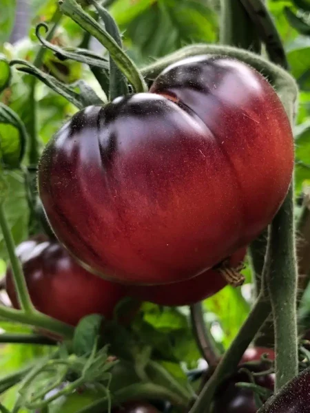 ametistovaya-yagoda-9-176092